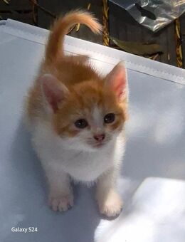Katzen Babys abzugeben - Cloppenburg