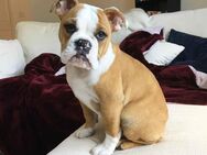 Männliche Englische Bulldogge - Unterhaching