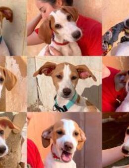 Ein Korb voller Welpen ! - Lenningen