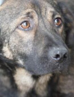 Taui - lieb, verträglich, zutraulich - Lohra