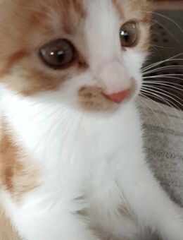 EKH Kitten Mix Rot /Weiss, ein Kater und Kätzchen - Wendelstein