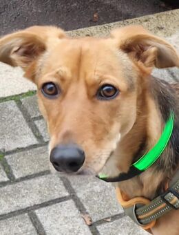 Windhund-Mix - Magdeburg