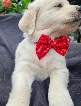 Golden Retriever Welpen von der Sonneninsel Usedom - Mölschow