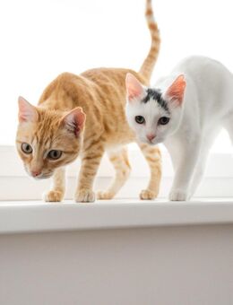 Willow & Jara suchen DICH! - Walluf