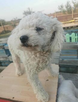 Zwergpudel Bubu - Tholey