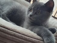 Bkh kitten blue - Worms
