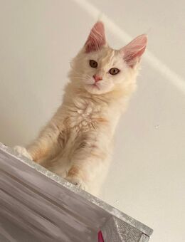 Alvin Maine Coon - Essen