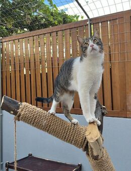 Baleo aus dem Tierschutz - Grevenbroich