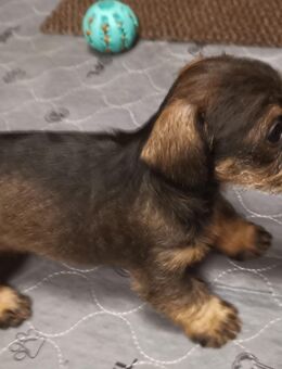 Dackelwelpen (Kaninchendackel) abzugeben - Mirow