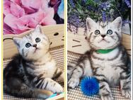 Bkh Kitten, Kätzchen mit Stammbaum, Abgabebereit - Büren