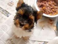 Biewer Yorkshire Terrier a la Pom Pon Welpen Hündin reinrassig / selten - Bonn Ramersdorf