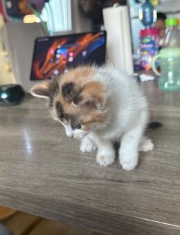 Liebevoll katzen - Hechingen
