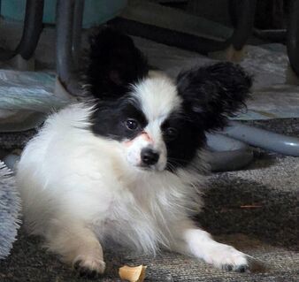 Papillon Bube sucht 4 ever Familie