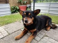 Nobby sucht ein liebevolles Zuhause ❤️ - Großefehn