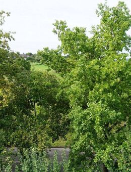 Sonnenbalkon mit Blick ins Grüne lädt ein - Kirchheim (Teck)
