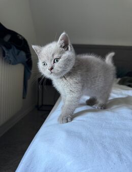 Britisch Kurzhaar Kitten in liebevolle Hände abzugeben - Wildberg (Baden-Württemberg)