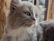 Britisch Langhaar kitten / blh,bkh - Chemnitz