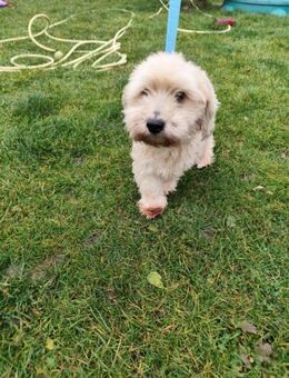 ZORO und AJKO - voller Lebensfreude - Overath