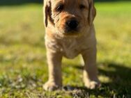 F1 Labradoodle Medium . - Fürstenau