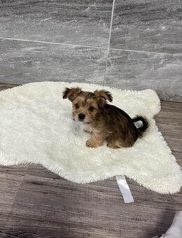 Yorkshire Terrier Chihuahua Mix Welpen ( Chorkie) - Bockenau