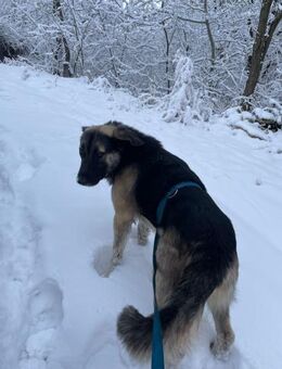 Quovadis, unser Bärchen - Steinhagen (Nordrhein-Westfalen)
