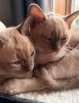 Burma Kitten - Clausthal-Zellerfeld