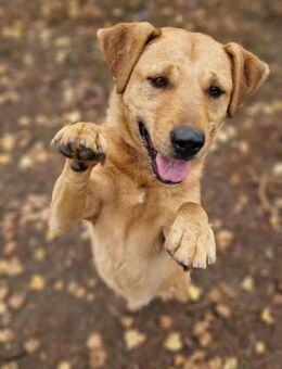 Charmanter Cserje sucht sein Zuhause - Essen