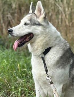 MiRTA⭐🍀 wartet auf dich! - Mylau