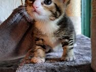 Schmusekater sucht liebevolles Zuhause, Katzenbaby, Kitten, Kater, Babykatze, Katze - Drensteinfurt