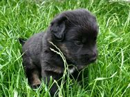 Welpen Labrador-Bordercollie Mix - Drage (Niedersachsen)