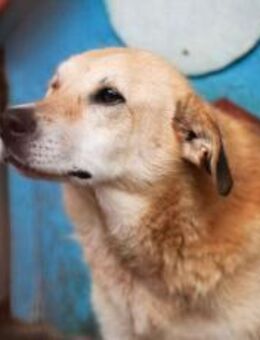 Arme Hundeseele Silvana - München