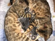 Bengal Russisch blau Kitten mix - Blaichach