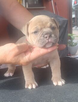 Old English Bulldog mit Ahnentafel Hündin - Fambach