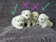 Maltese Bichon in 87439