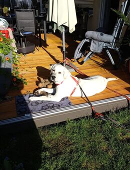 Labrador Rüde - Herdorf