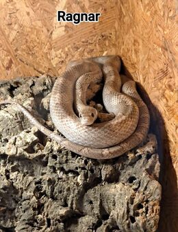 Kornnatter Männchen Ghost Bloodred - Gelsenkirchen