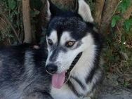 lieber Husky Tedy sucht aktives Zuhause - Hamburg