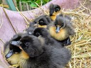 Landente mit Haube, Küken! - Teutschenthal
