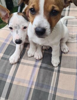 Welpen Jack Russell - Amberg Zentrum