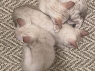 Snow Bengal Kitten - Rosenheim