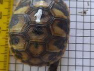 Griechische Landschildkröten NZ 2023 zu verkaufen - Maselheim