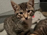 2 Katzenbabys zu Verkaufen - Bengal x BKH Mix - Siegen (Universitätsstadt) Sohlbach