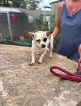 Luna, Chihuahua Hündin geb. 2023 - Remagen