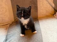 Britisch Blue Point Babykatzen - Rinteln