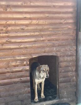 Coco sucht ihre Menschen - Hamburg