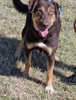 Aufgeschlossen verschmust sozial ♥️NORA - München