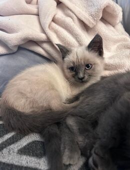 Sibirische Mischlings Kätzchen zu verkaufen - Tarp