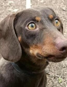 HENRY - sanft und ausgeglichen - Seggebruch