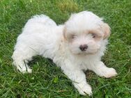 Shih-tzu Malteser Bolonka Welpen - Emsdetten Zentrum