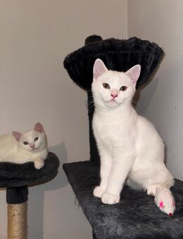 Zuckersüße Persischer Katzen zu haben - Berlin Neukölln